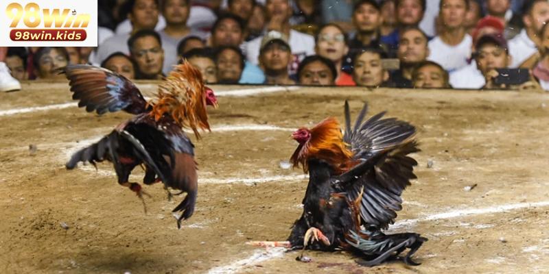 Giới thiệu sảnh đá gà 98win